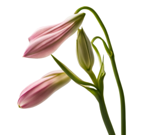 Lily buds